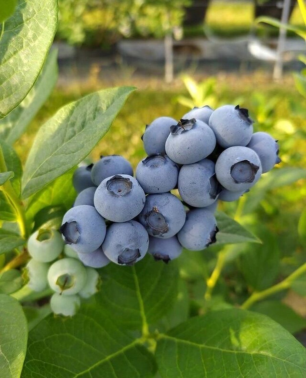 蓝莓串果品种推荐 蓝莓串果品种推荐:法新 智利杜克 莱格西 瑞卡 l .