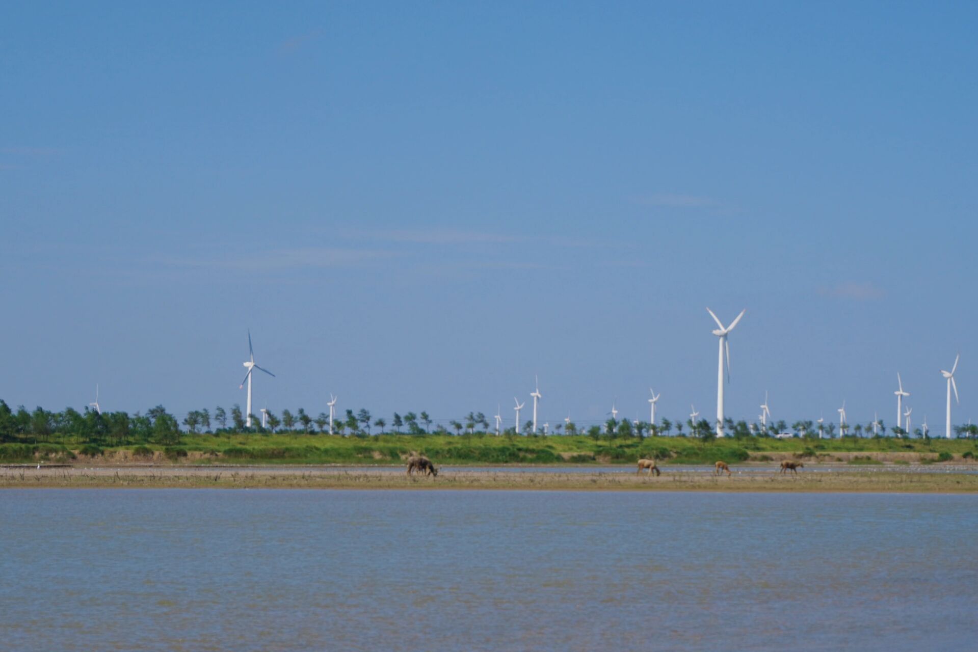去盐城看麋鹿看这一篇就够了 盐城大丰中华麋鹿园77黄海野鹿荡一