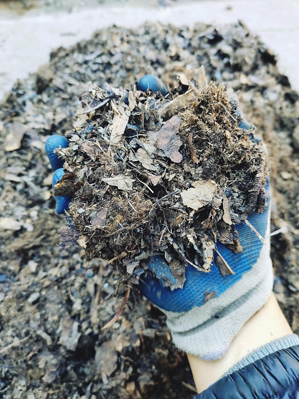 君子兰喜欢什么样的土壤?