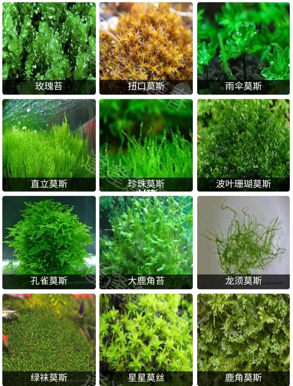 水草大全4(莫斯类