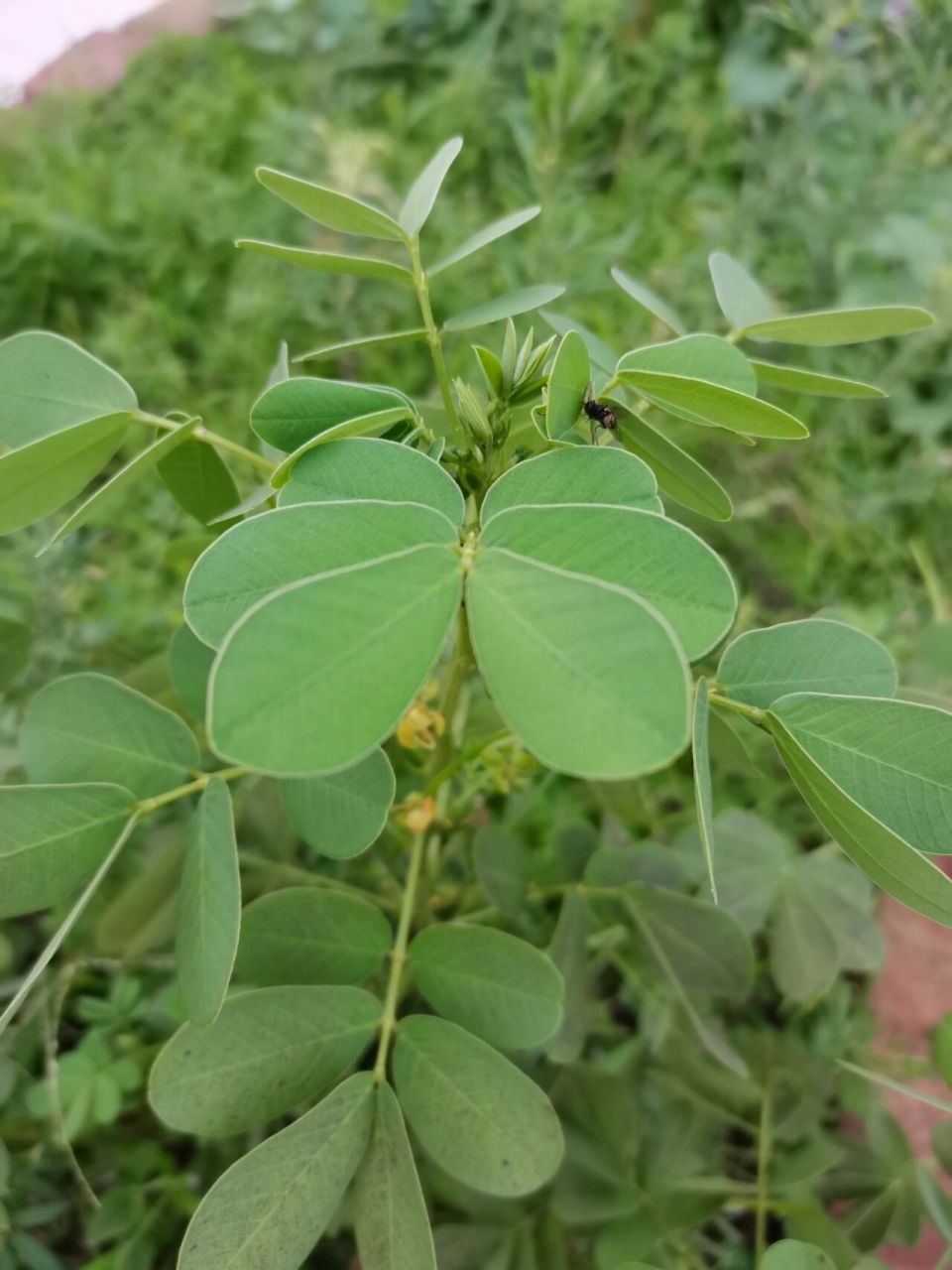 假花生草作用和功效图片