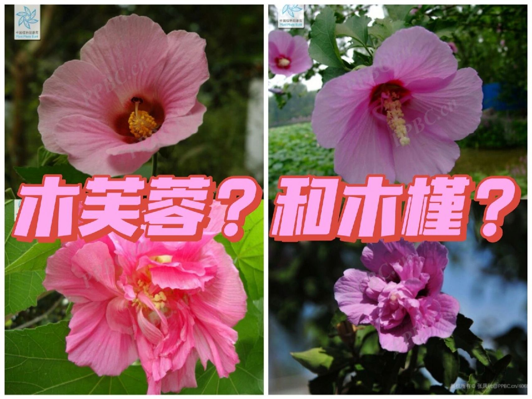 识树07|如何区分木芙蓉和木槿?