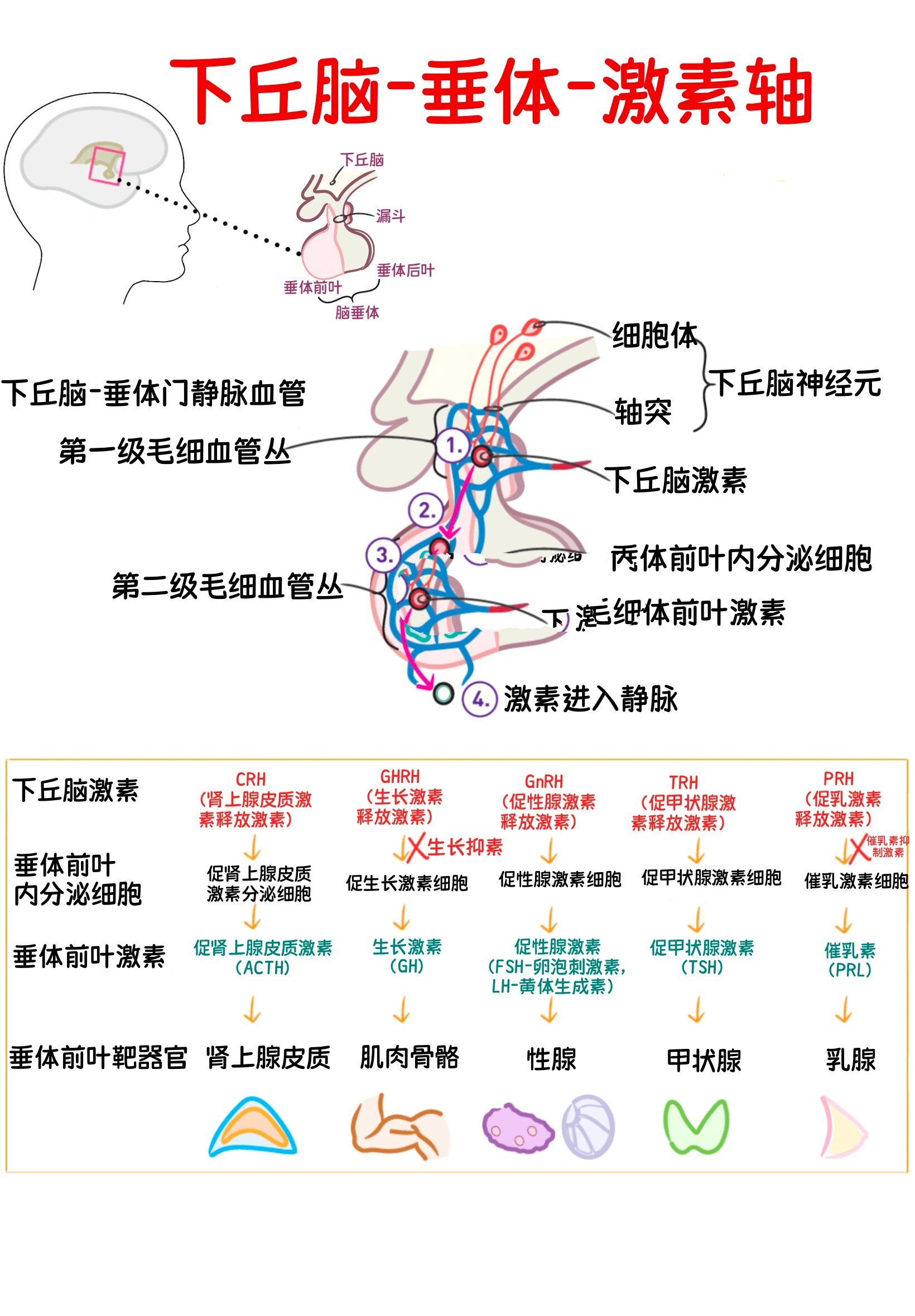 脑垂体前叶图片