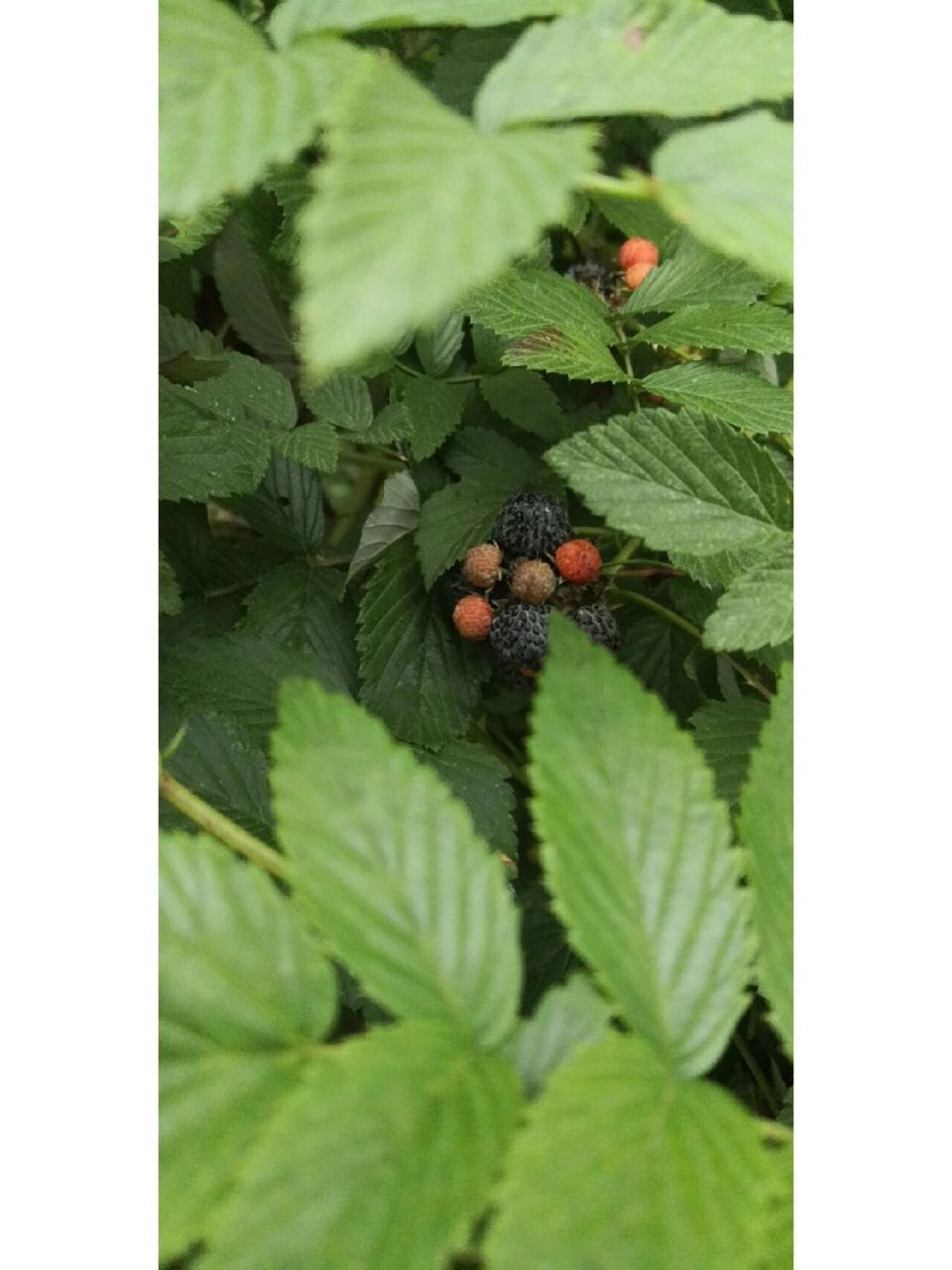 插田泡(乌泡) 学名高丽悬钩子,民间采其根或不定根入药,名倒竹散 民间