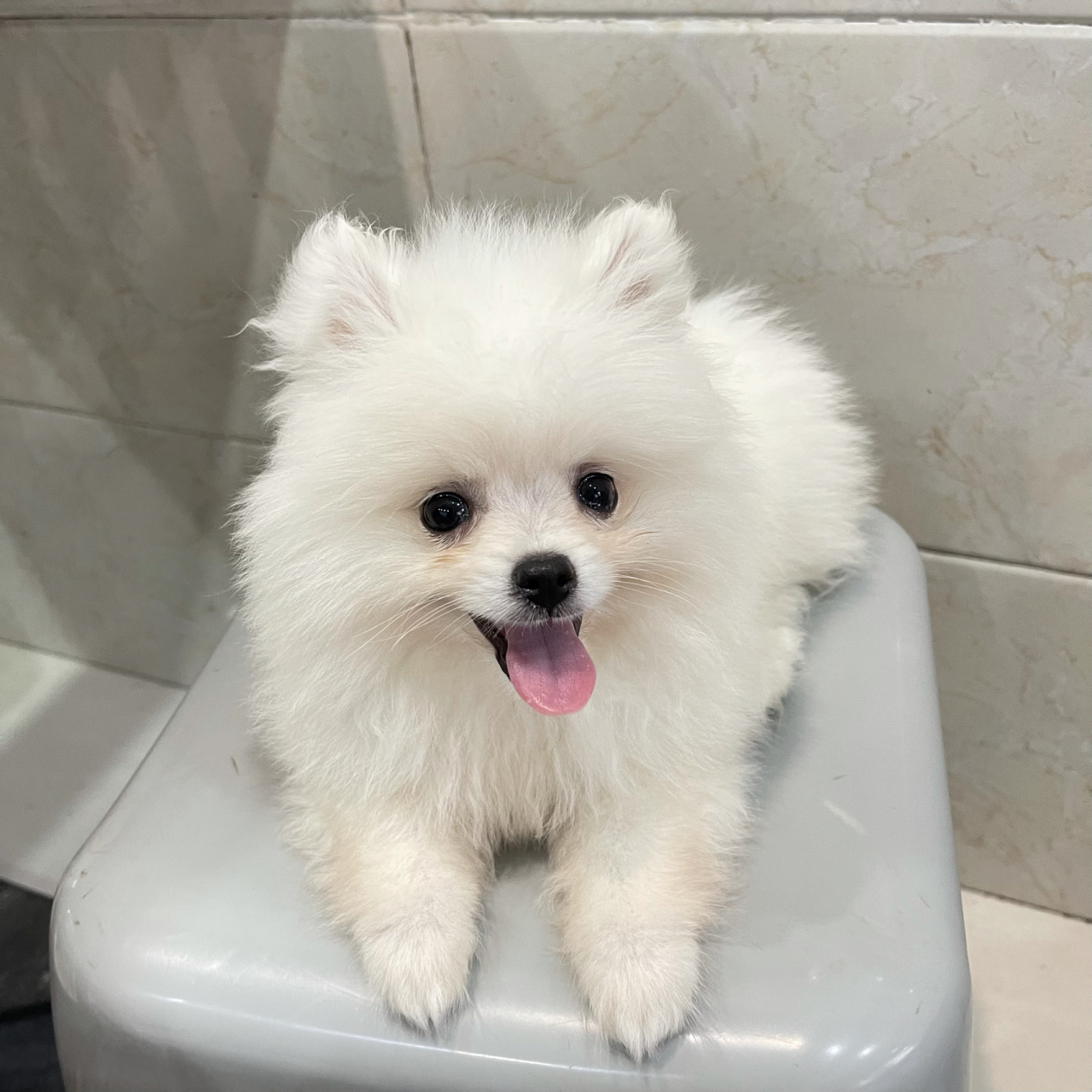 三个半月的博美 一天吃多少量?