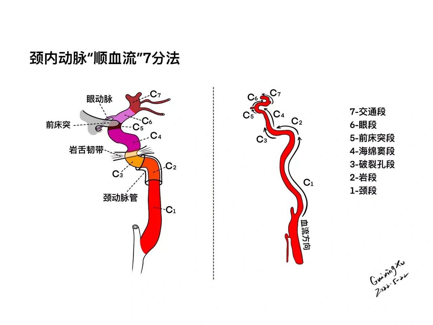 椎动脉分段解剖图图片