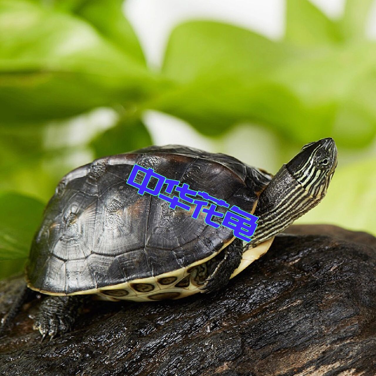 中华花龟◎潮龟科——花龟属