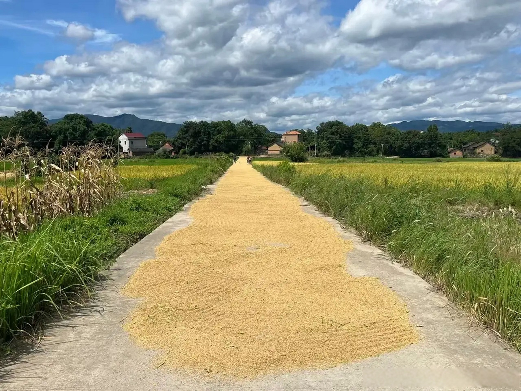 乡间有这么一条道晒稻谷真是太好了,这样乡下的农民收完稻谷就可以