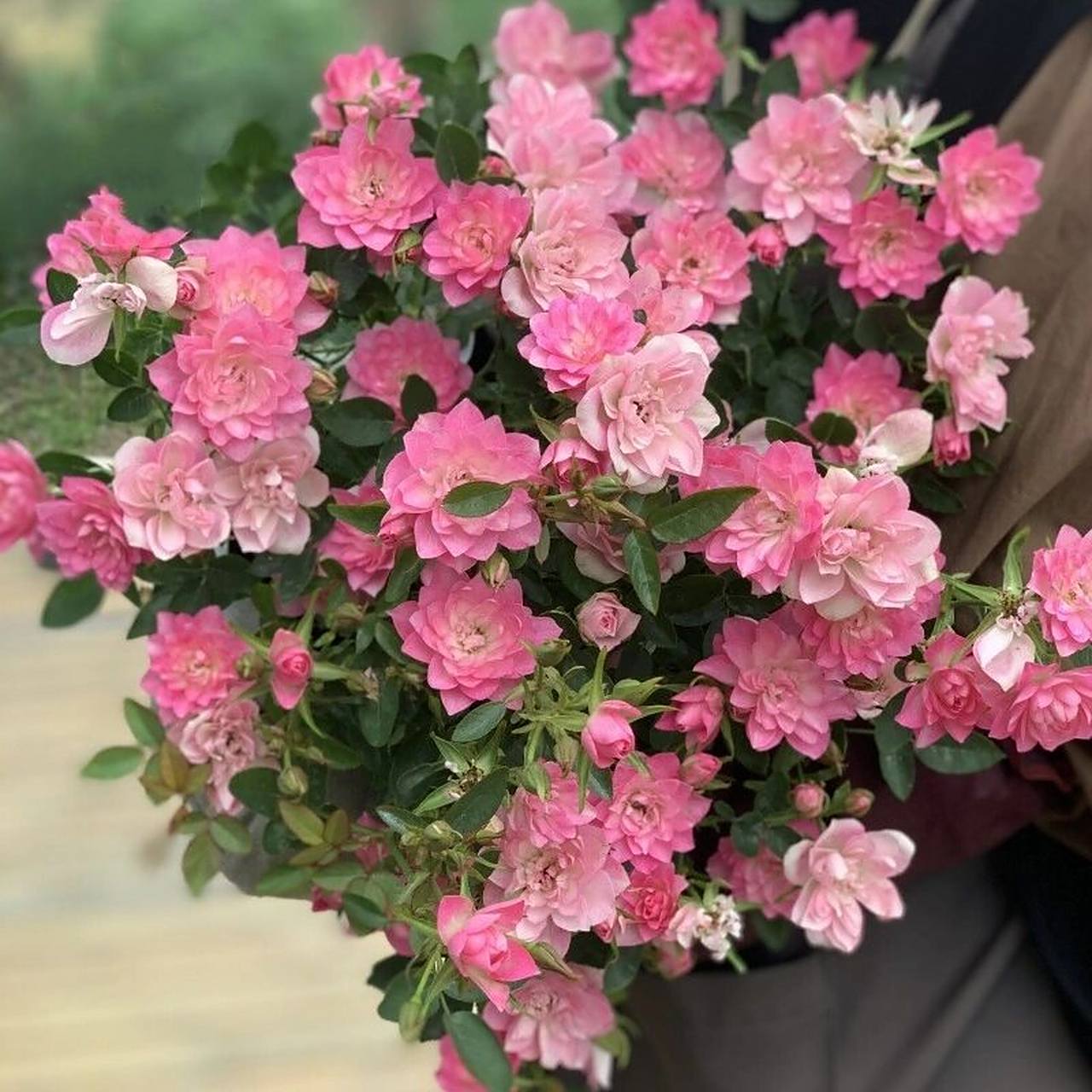 月季第2弹——天荷繁星 天荷繁星是一款蔷薇科的木本植物,在日本诞生