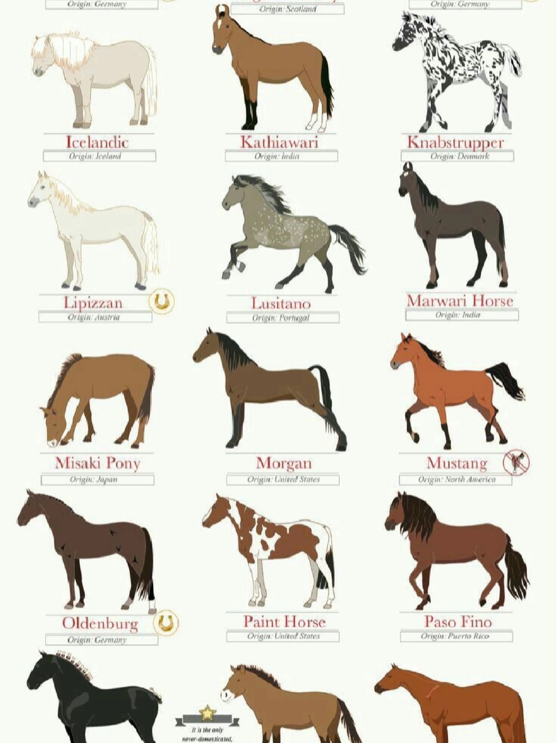 马百科 | 45种漂亮的马品种