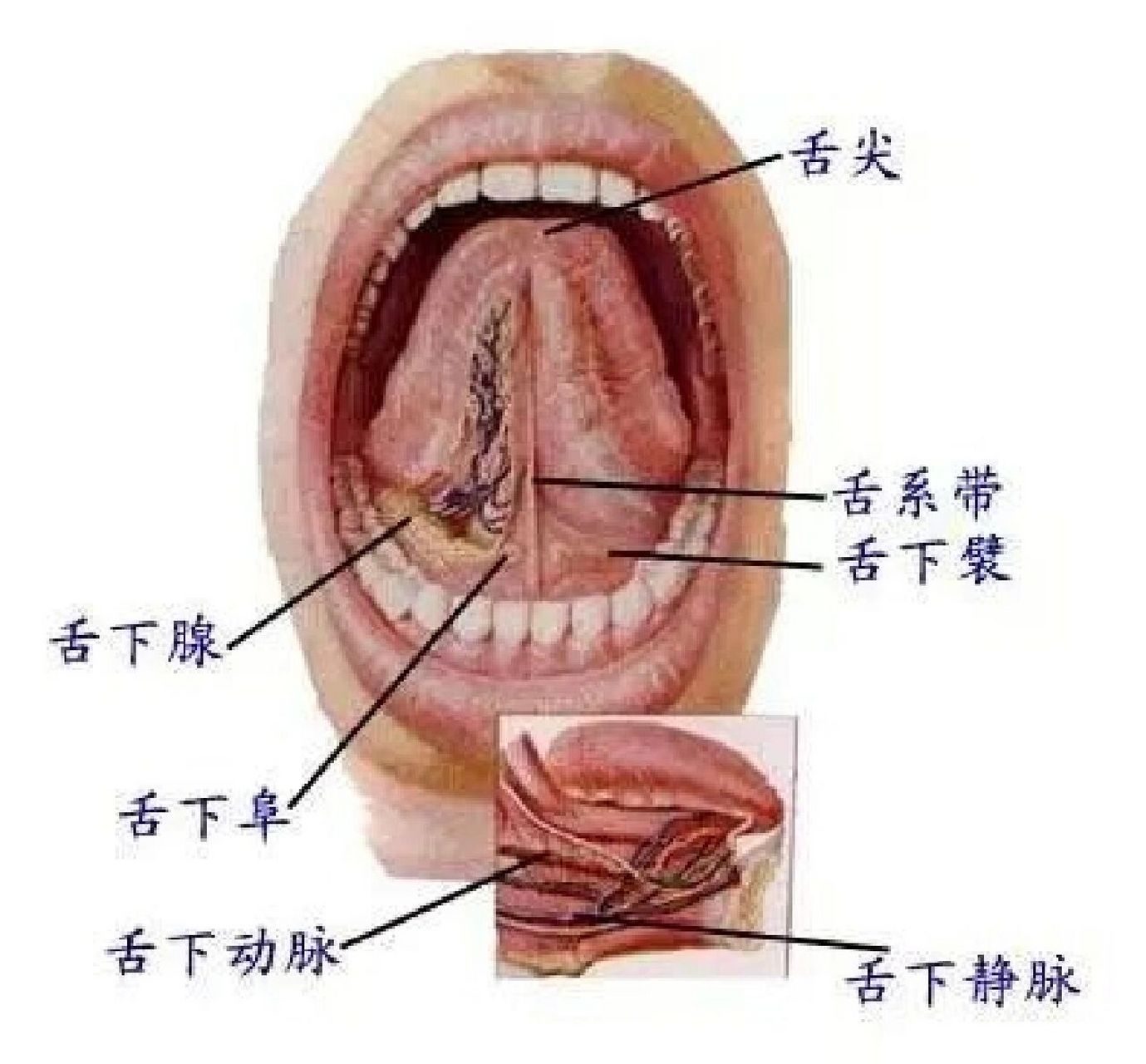 舌下腺解剖图谱图片