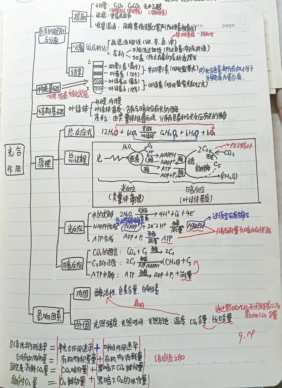 光合作用思维导图,超详细,高三一轮复习