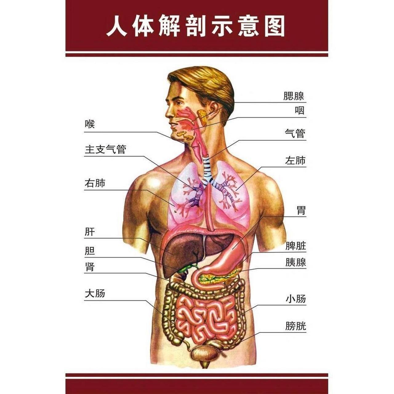 人体最大的消化器官图片