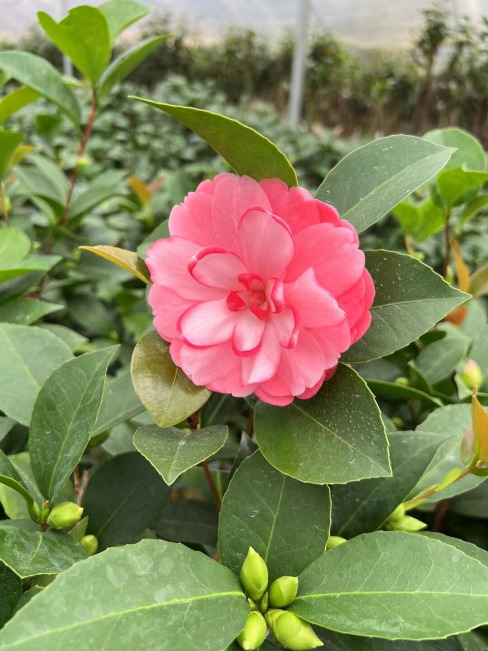 四季茶花 夏梦小璇 复色小璇 棕榈四季茶花到底有什么优势?