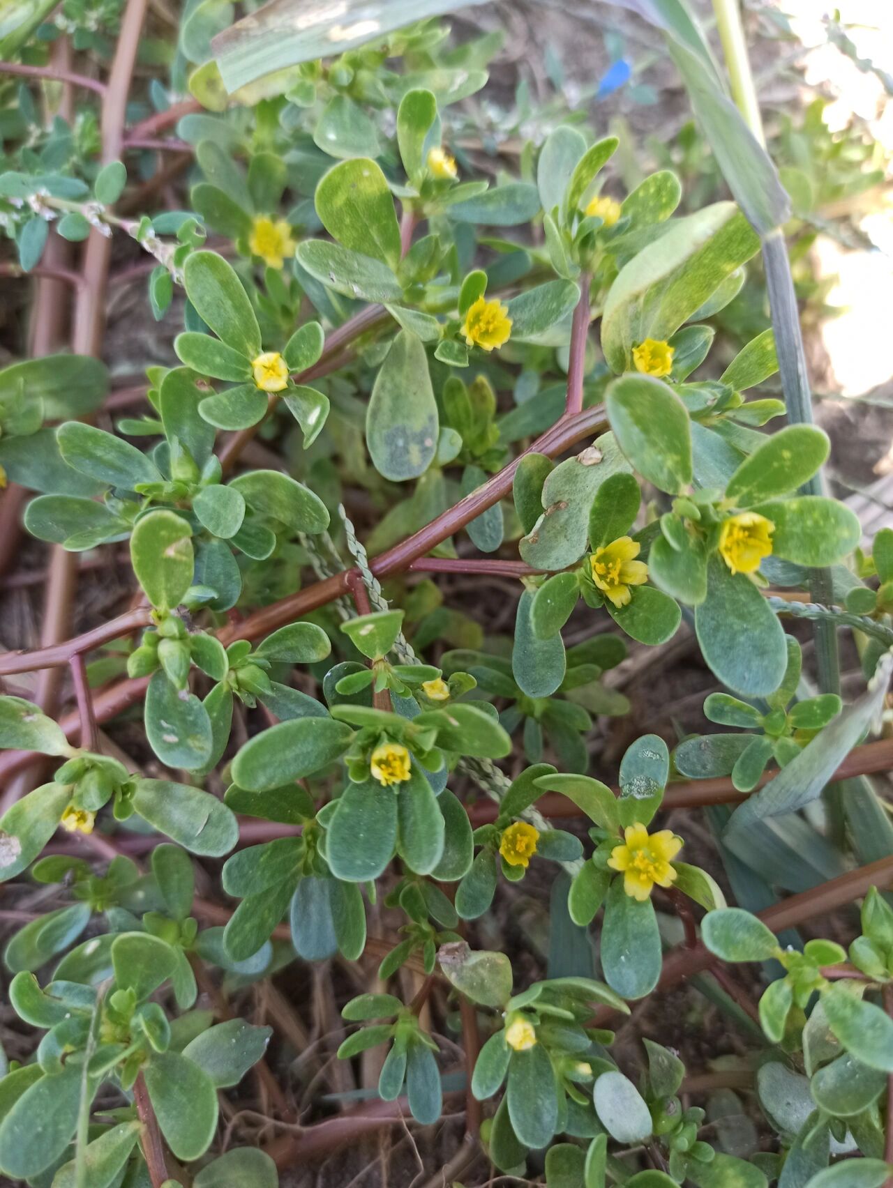 麻子菜花图片图片