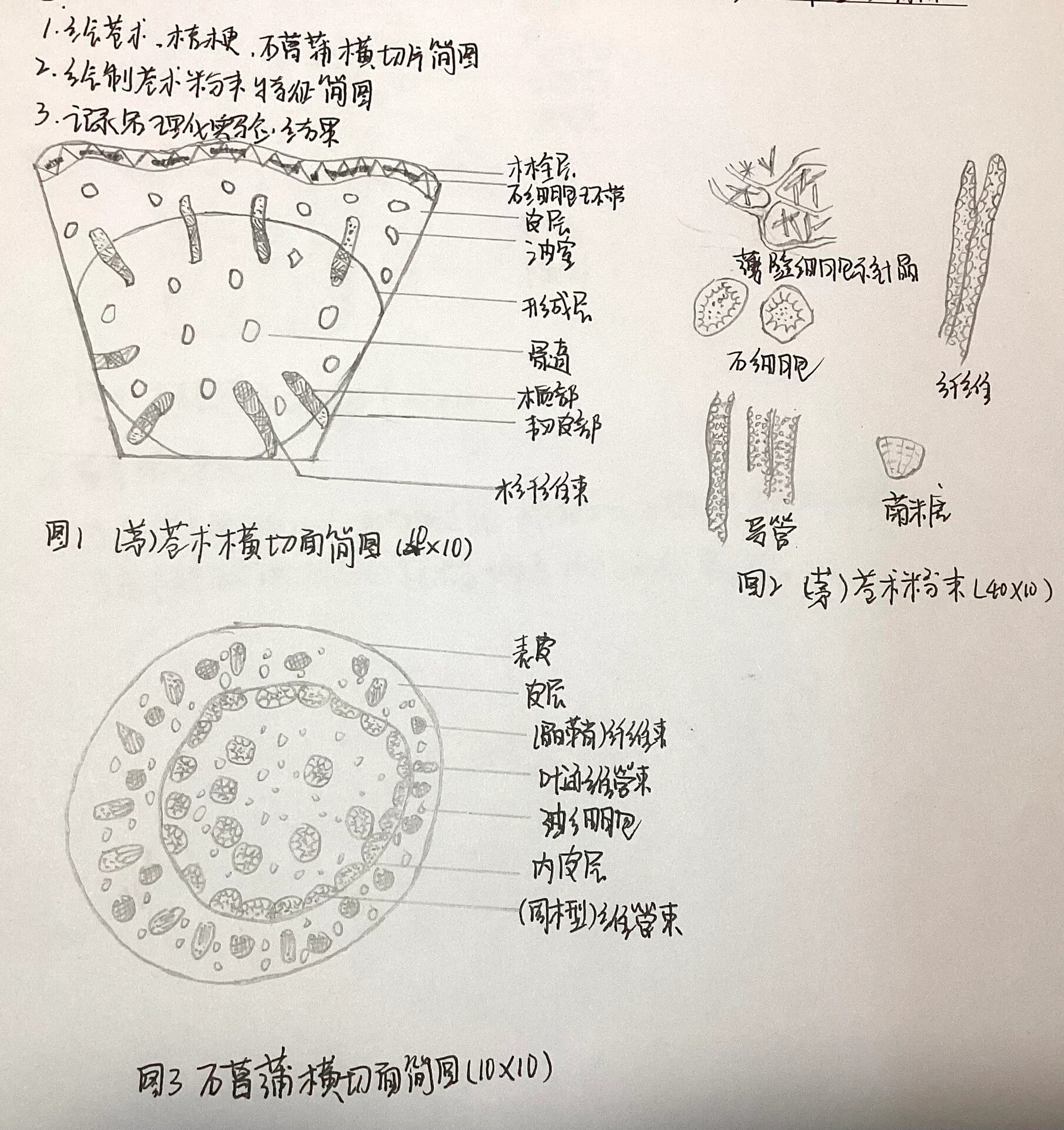 豆芽导管显微构造图图片