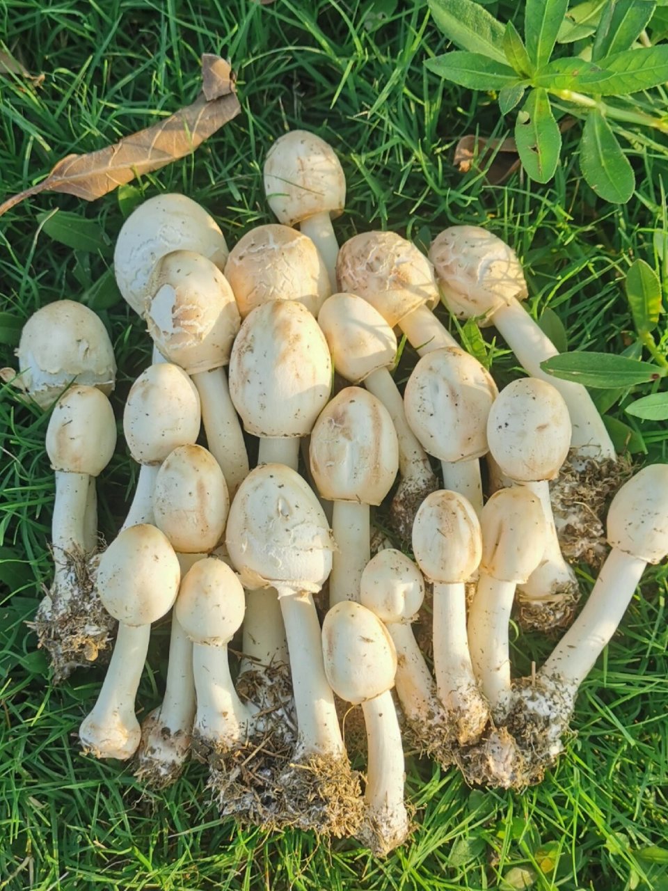 这是什么蘑菇?吃了会躺板板吗?