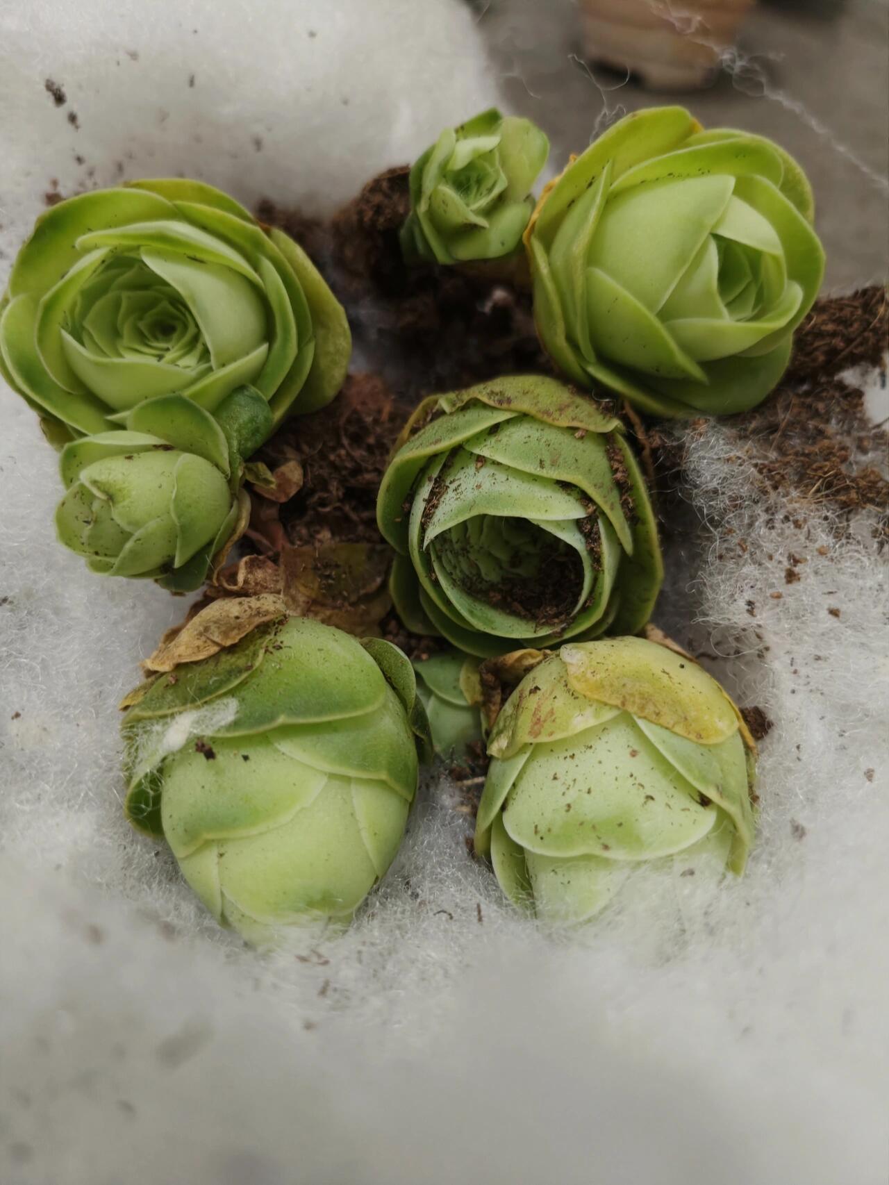 水蜜桃玫瑰