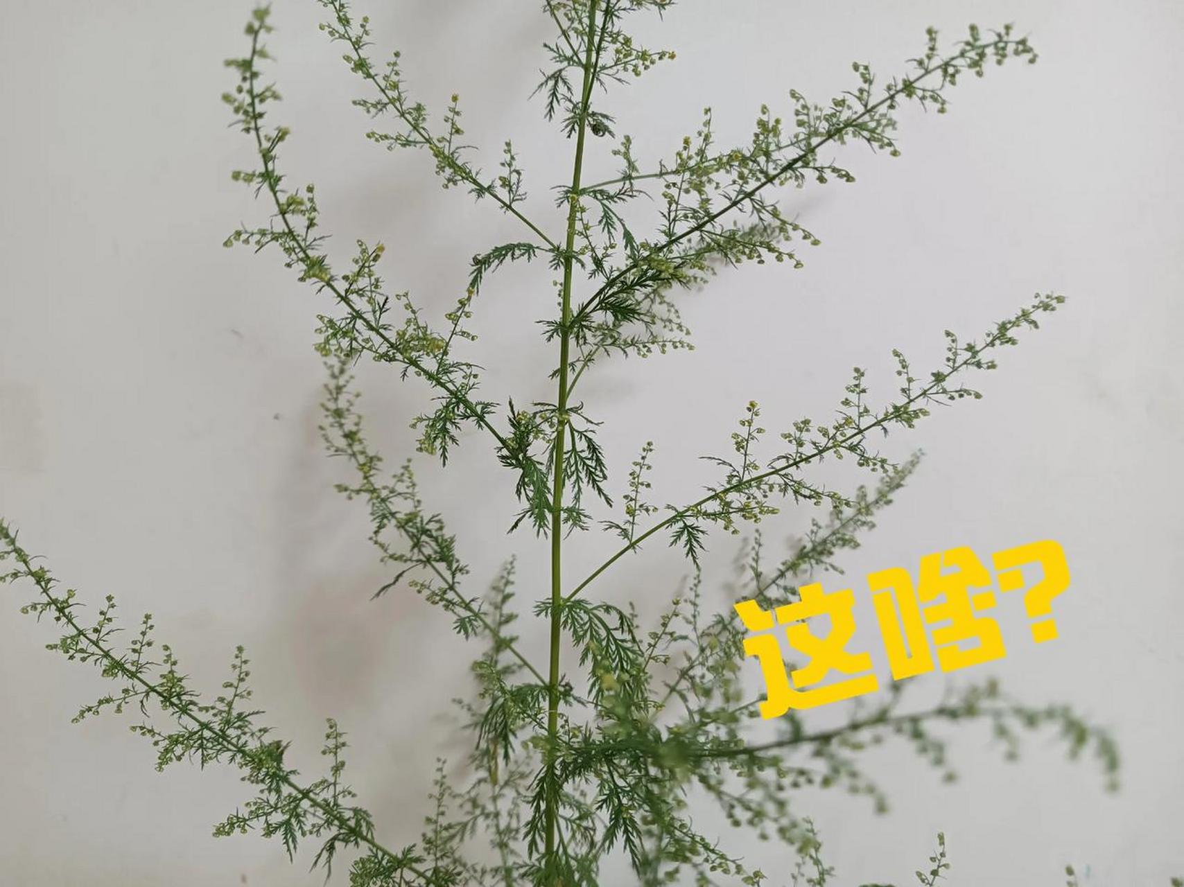 屠呦呦一辈子研究的青蒿素,是从中药材青蒿里提取的.