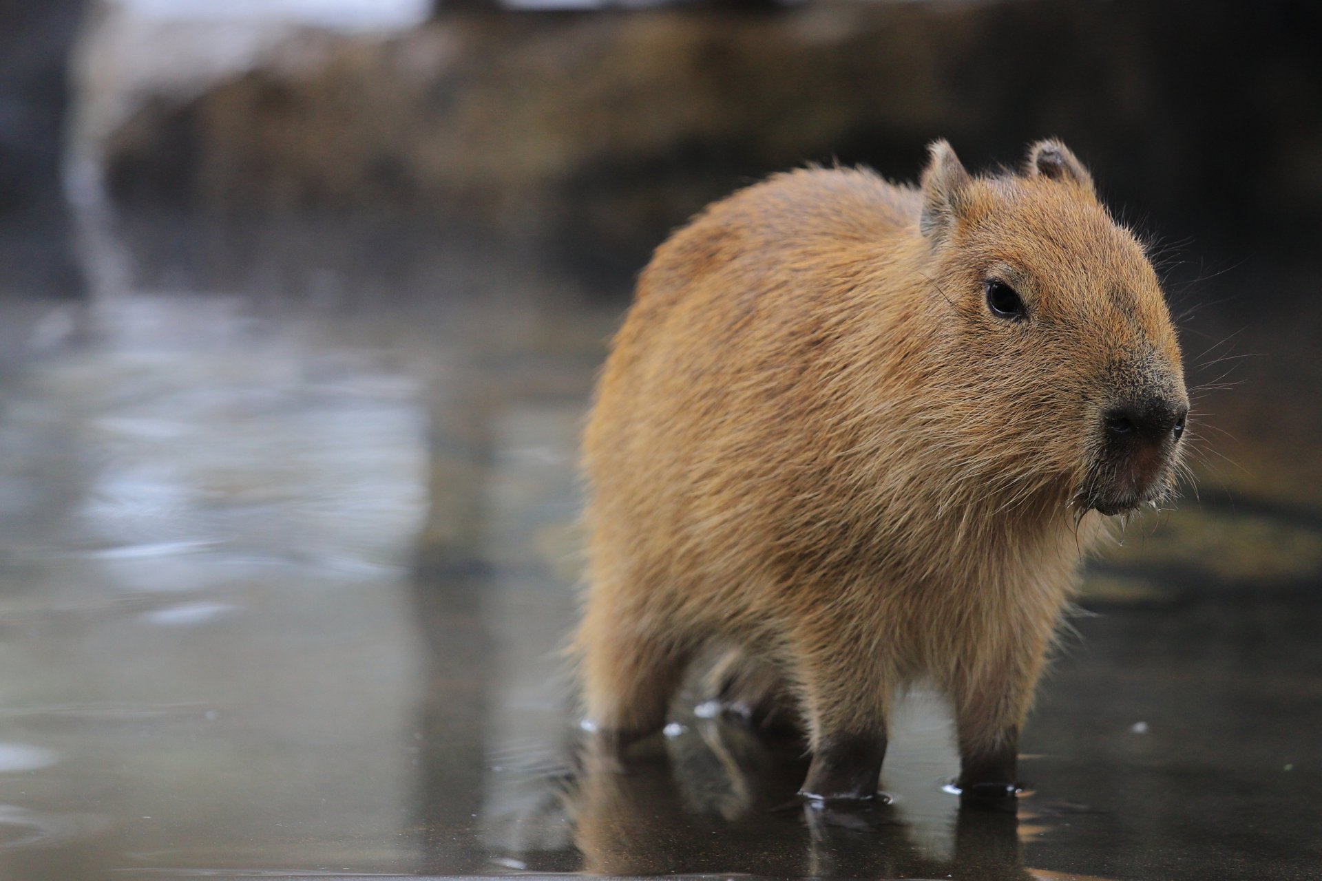 可可爱爱水豚宝宝