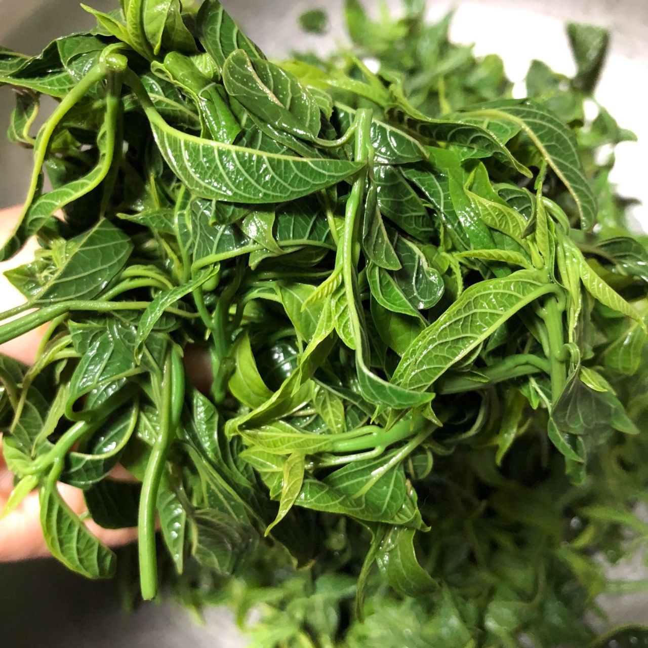 坐标浙江温州这种野菜60一斤  我们温州叫它青草心,不知道学名叫什么