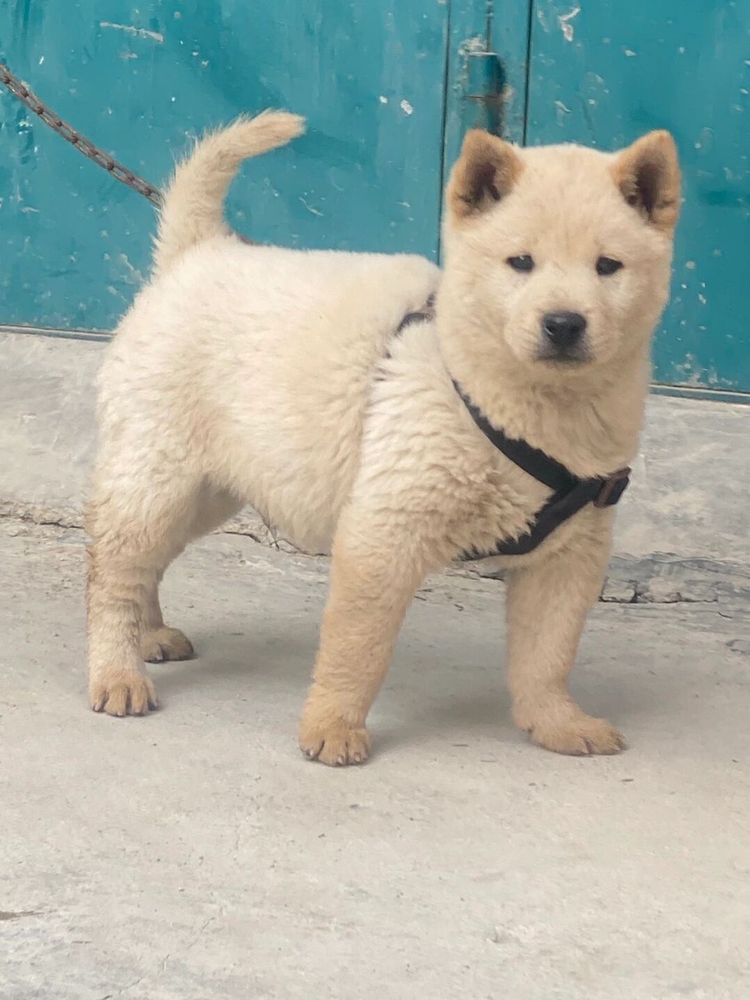 罕见的5牙狗,全黑舌头虎头猫耳朵