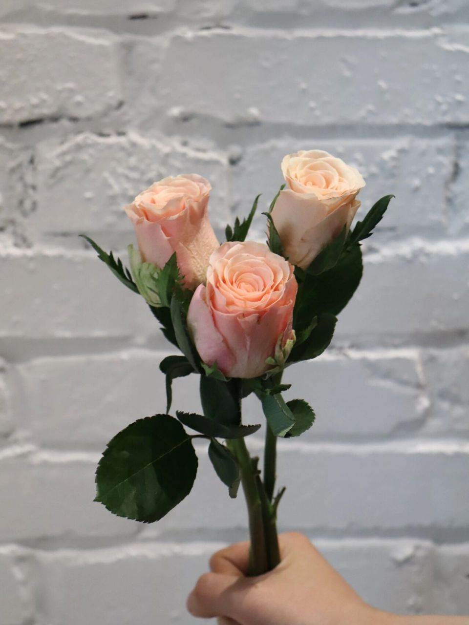 每日识花——甜精灵玫瑰 甜精灵颜色介于粉和香槟之间,花瓣厚实带点卷