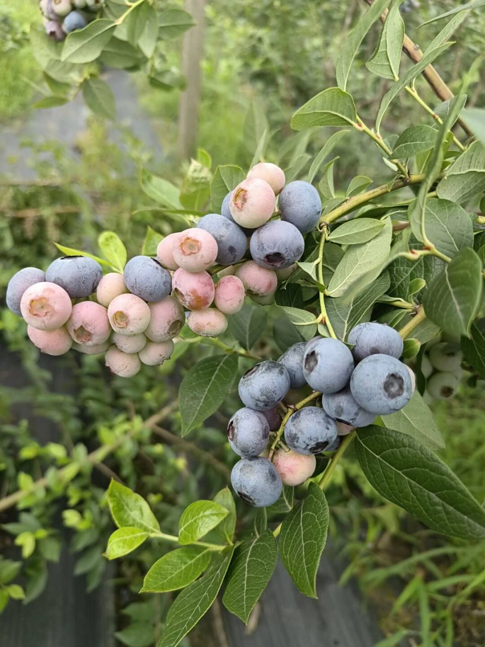 有请蓝莓选手97灿烂 灿烂蓝莓苗需冷量350小时左右,中晚熟 兔眼系列