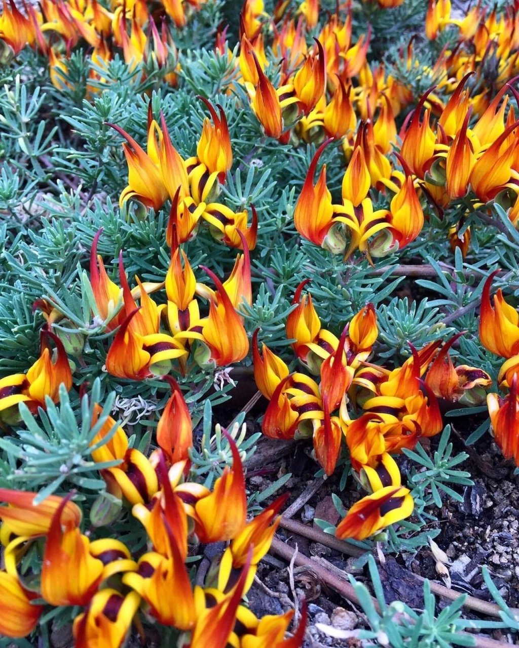 它的名字叫鹦鹉嘴百脉根 鹦鹉嘴百脉根lotus berthelotii,蝶形花科