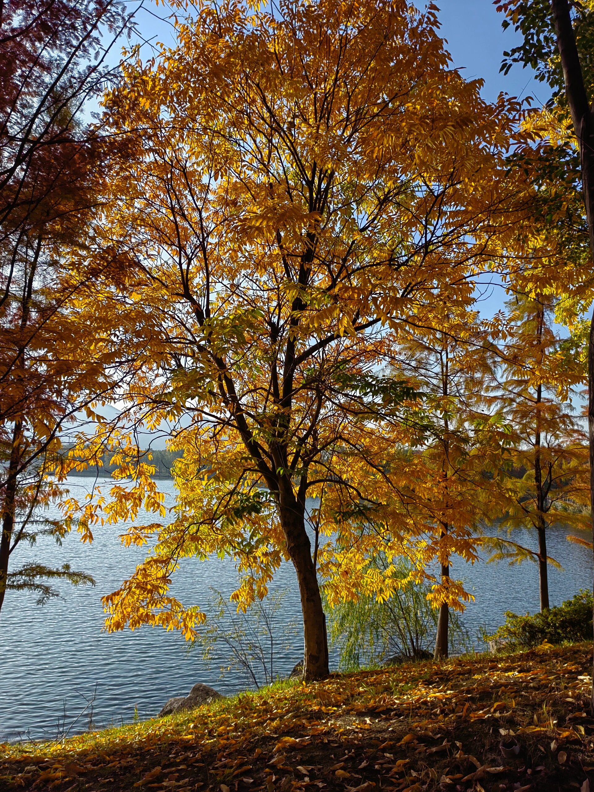 打卡位置:水杉在钱王路上,靠近长江路口.