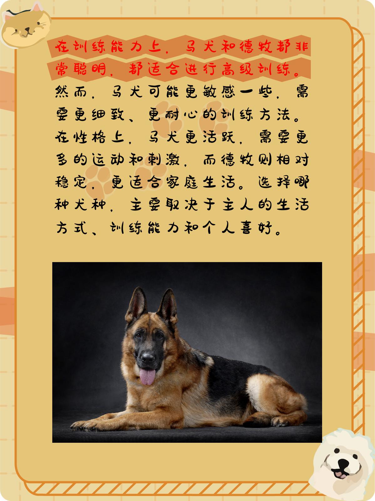 马犬和德牧哪个好 我认为,马犬和德牧都是优秀的犬种,各自具有独特的