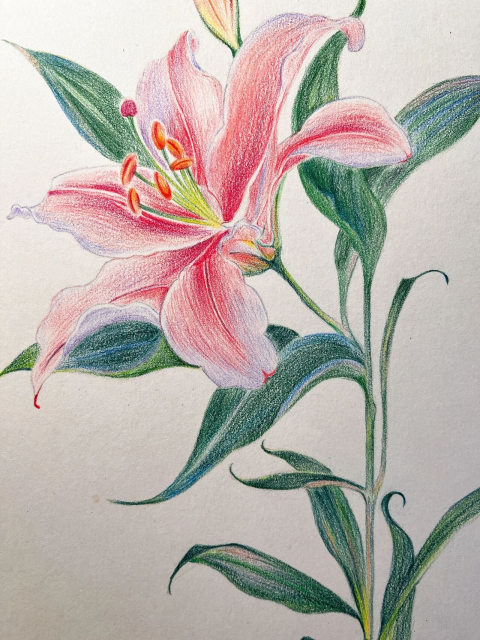 彩铅画#百合花#附详细步骤 色号 94 曾几何时,我开始想要做世间柔情