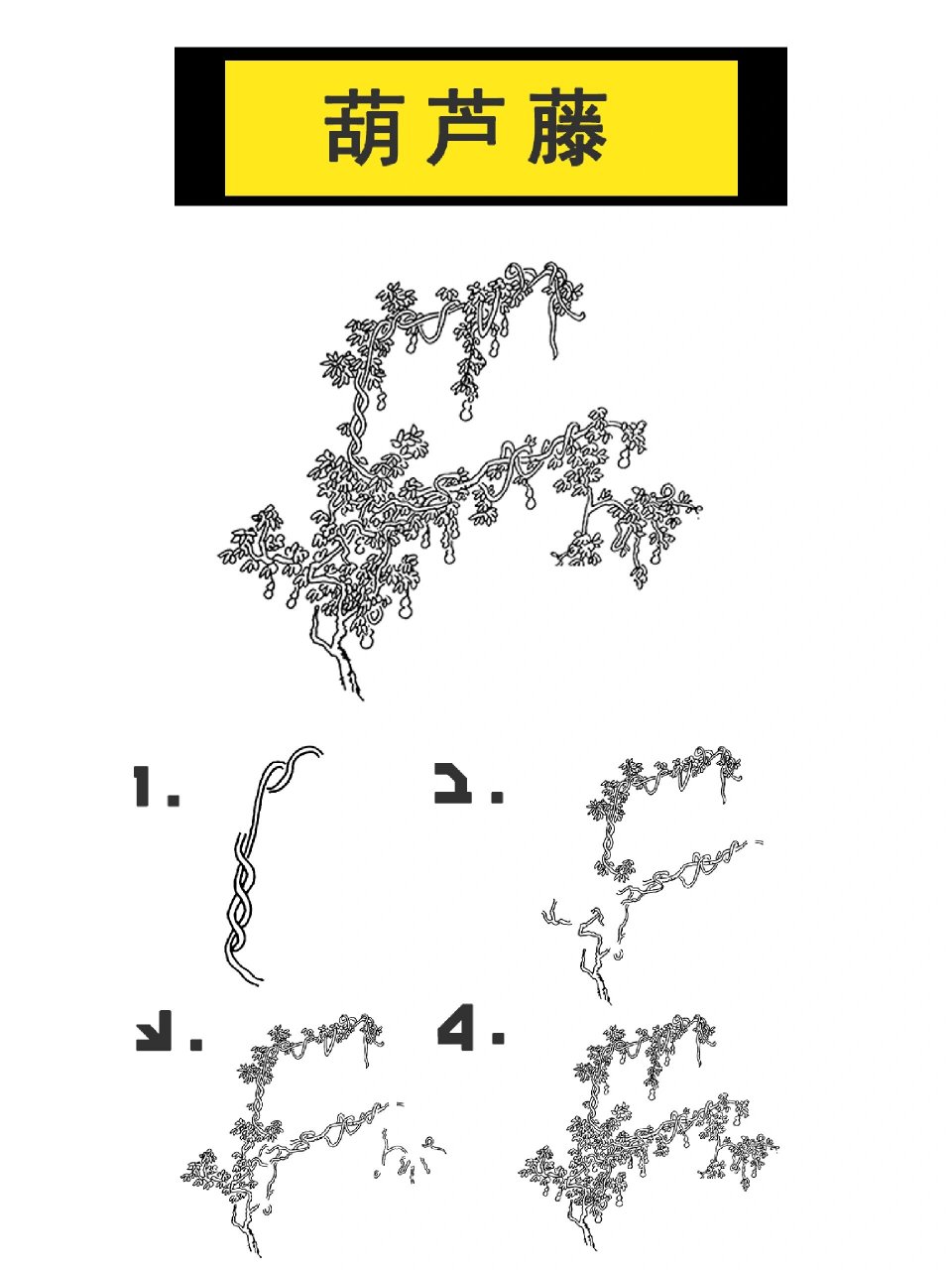 葫芦藤步骤画法详情 藤本植物要画出它们的特点,主干蜿蜒曲折充满变化