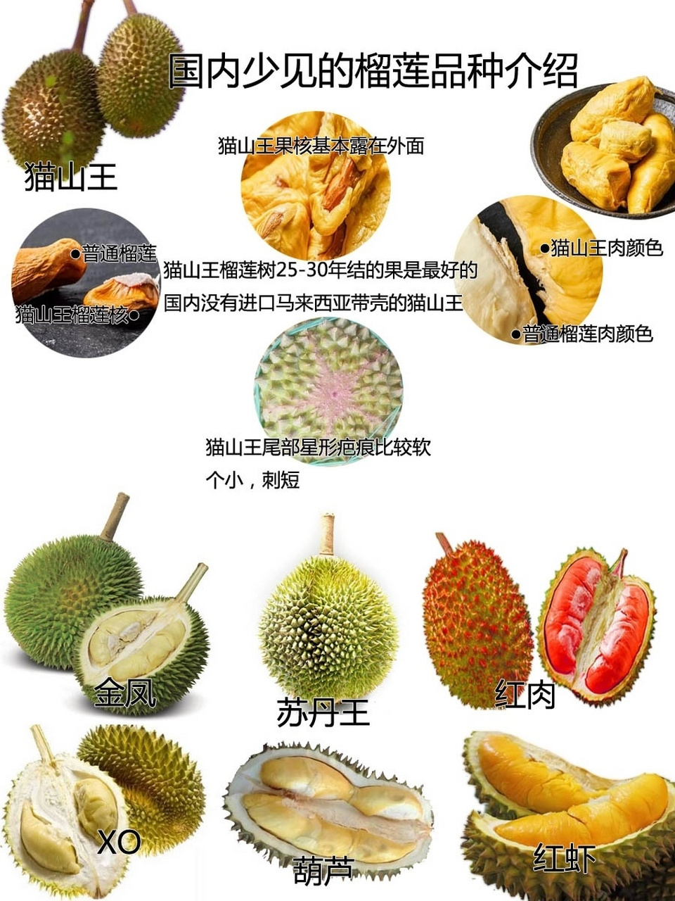两张图教会你榴莲品种区分,不再是榴盲 国内常见的榴莲品种都在这了.