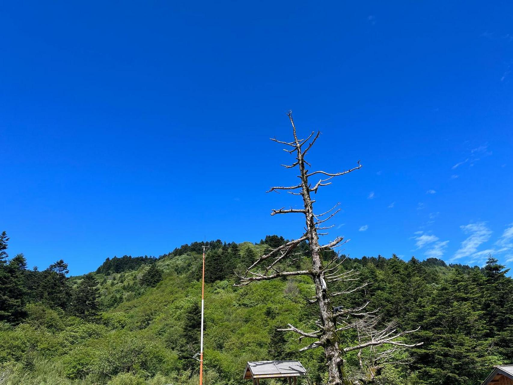 湖北省内唯一值得去的旅游景点就是神农架.