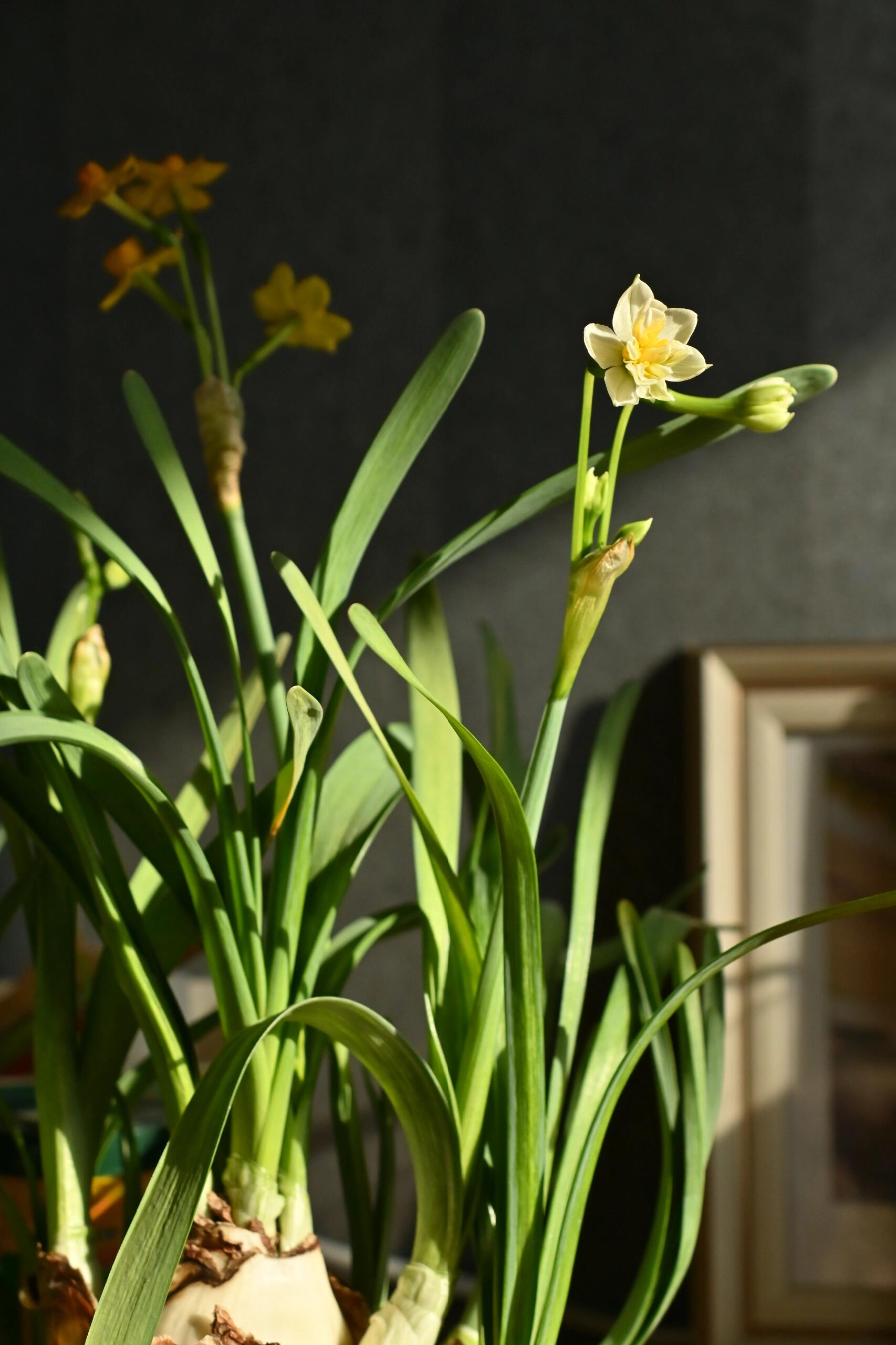 玉玲珑,古人可真会取名字 这次开花的水仙花叫做重瓣玉玲珑,这名字太