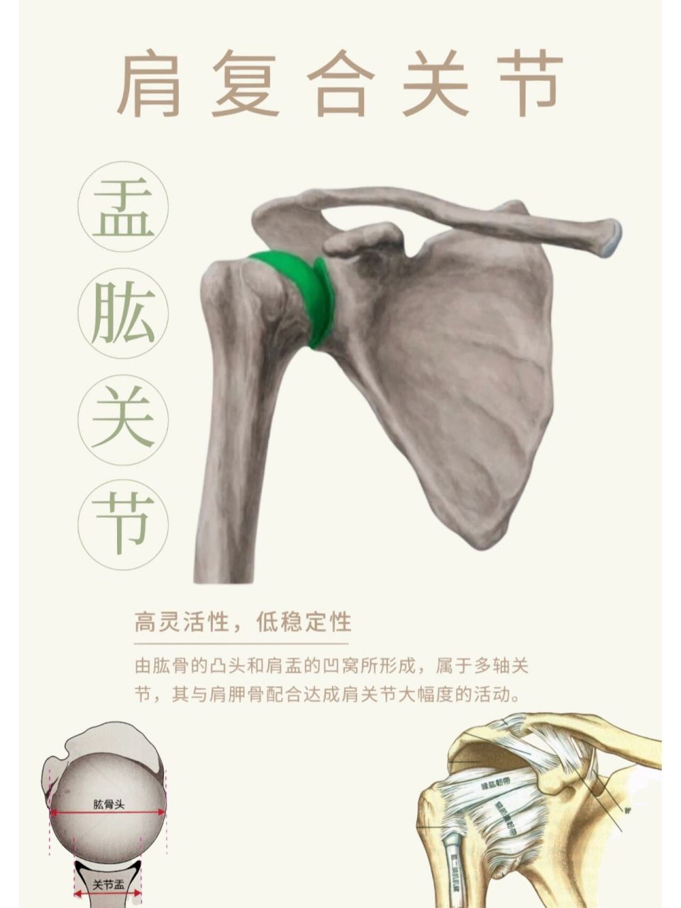 关节盂的位置图片图片