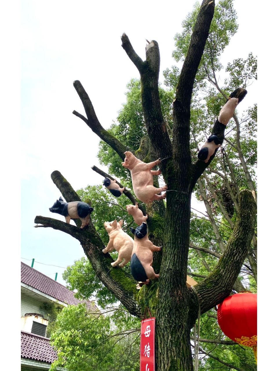 《母猪上树》 开眼了