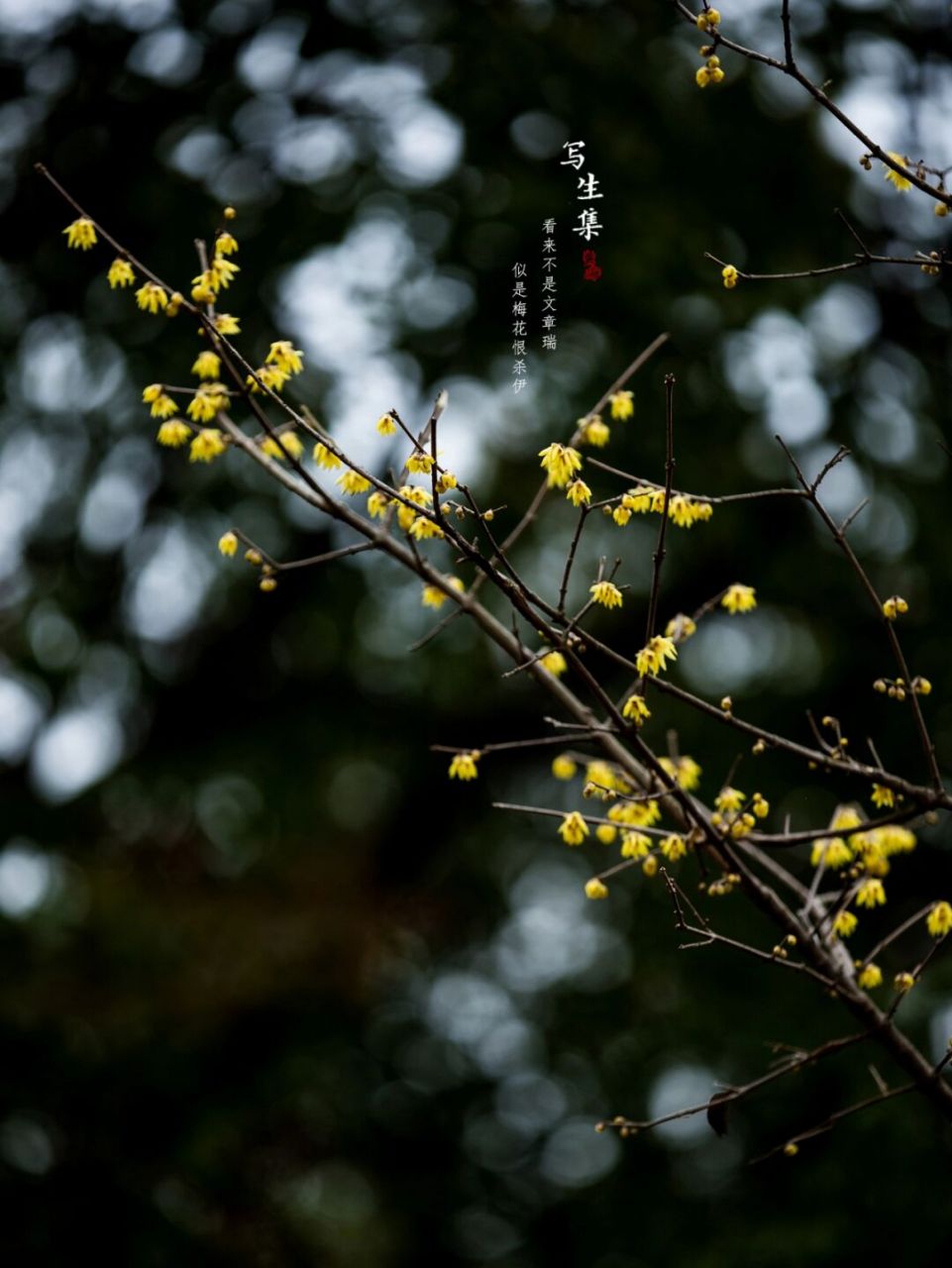 狗蠅臘梅為落葉灌木.樹幹多叢生,為黃褐色.