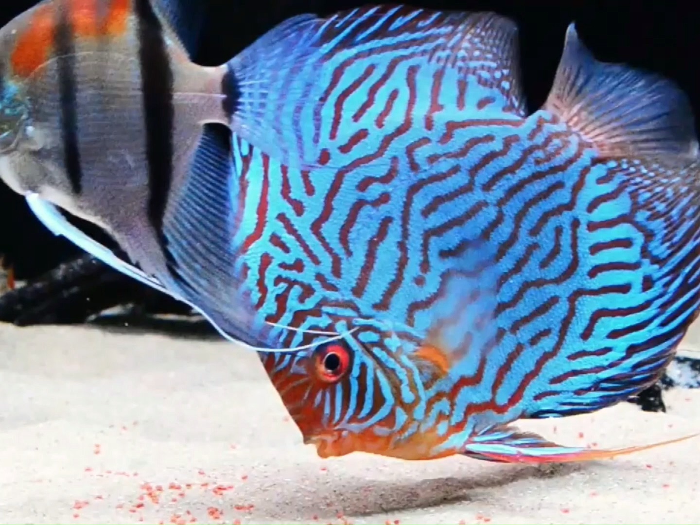 混养好看的观赏鱼排名第1:七彩神仙鱼