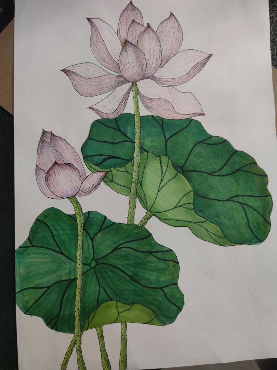 荷花线描图片大全图片