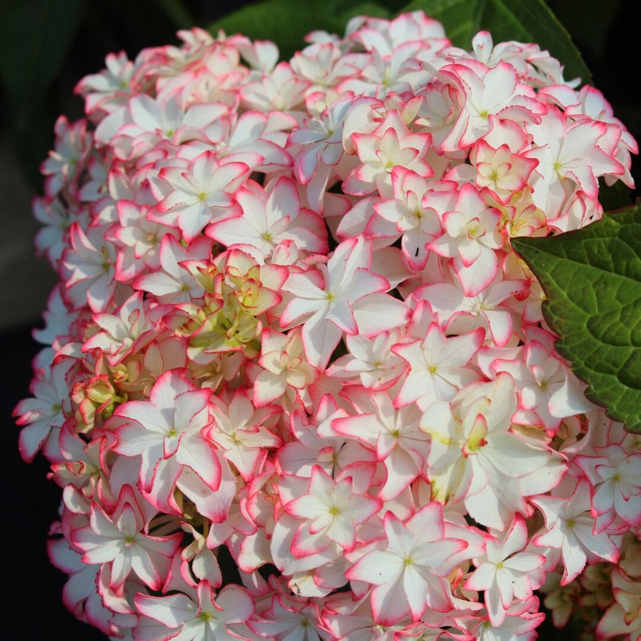 云之垚花卉# #绣球# #绣球卡伦