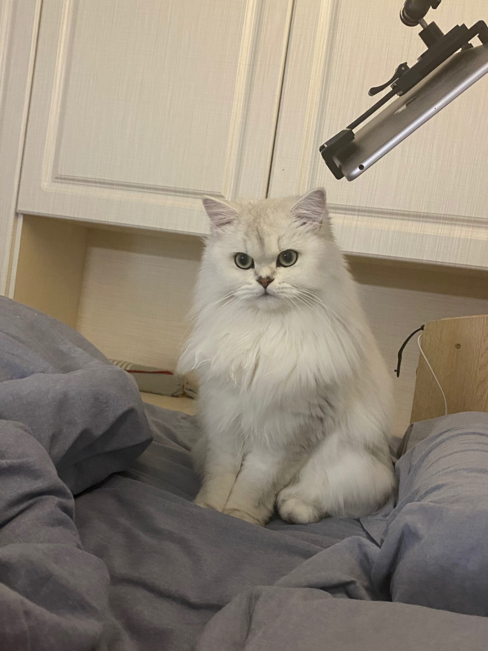 金吉拉还是长毛银渐层?