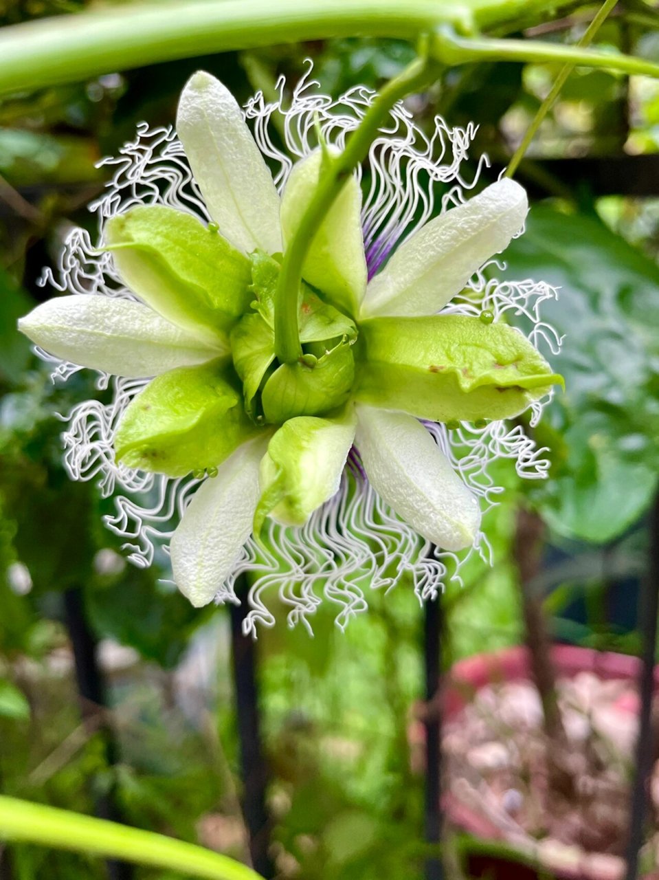鸡蛋果花 鸡蛋果(学名:passiflora edulis sims)是西番莲科,西番莲属