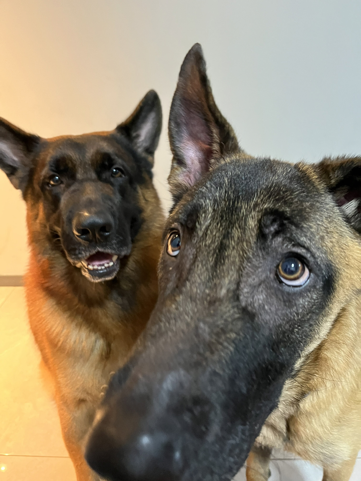 九毛九出这只立一个耳马犬串串不孝子    mu总是要站起来拿爪子拍