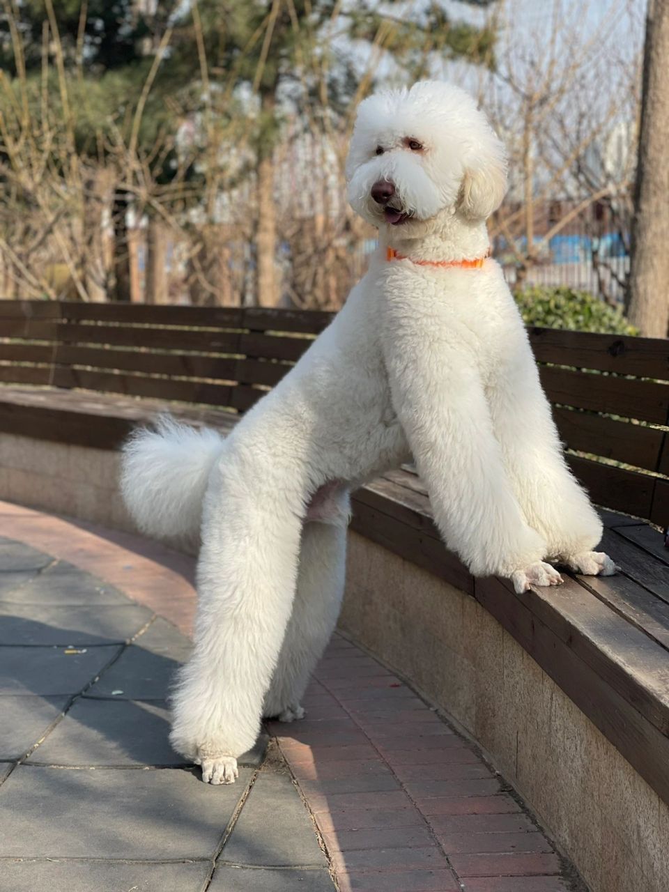 养了巨贵一年知道的事 1,是正式犬种,分巨型贵宾犬,标准型贵宾犬
