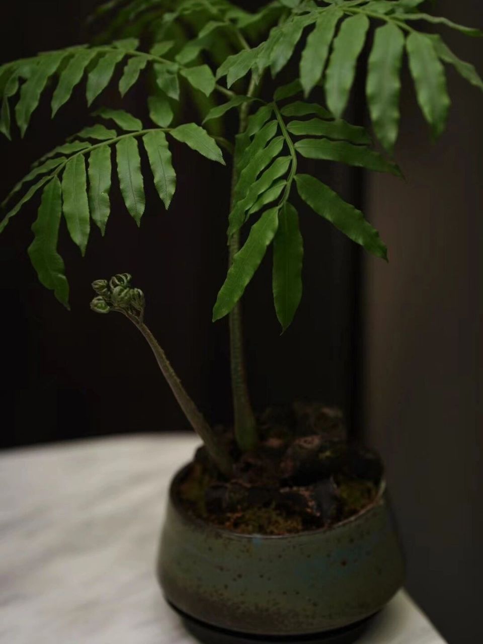 观音坐莲蕨|适合懒人的高颜值的室内植物 适合懒人 适合室内 颜值超高
