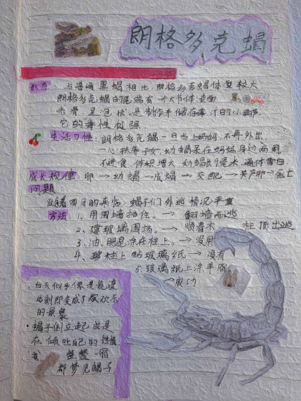 《昆虫记》之朗格多克蝎