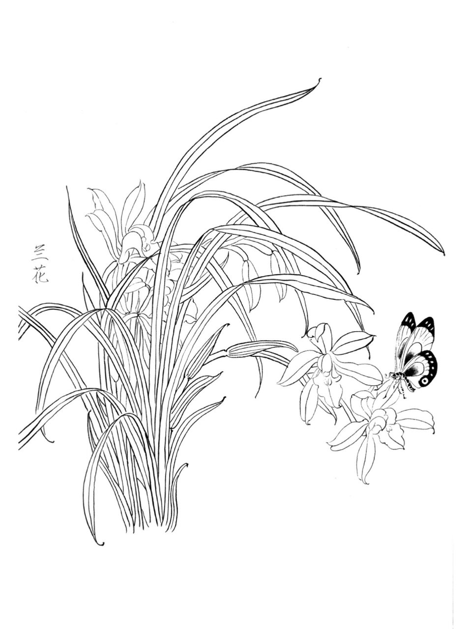 白描工笔画线稿(100/7) 哇塞!这兰花好好看(原图第二张)