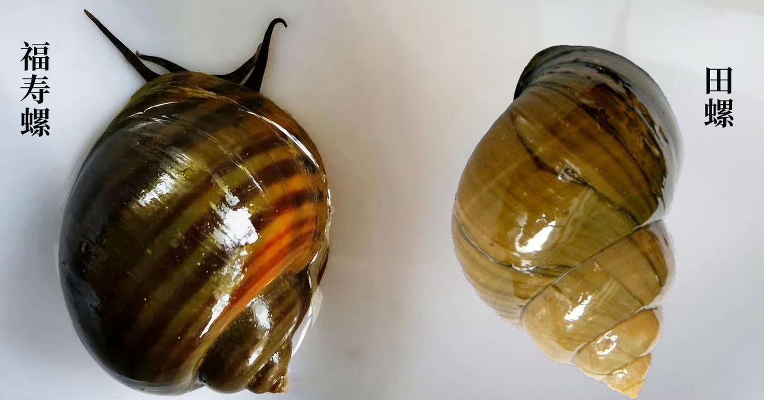 【#福寿螺和田螺的区别有多大# 】#一只福寿螺可含6000条寄生虫# 很多